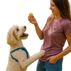 30 pack Puppin Cookie Jar, 1 PER CASE